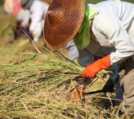 เกษตรกรไทยหนี้ท่วม ต้องปฏิรูปทั้งระบบ  