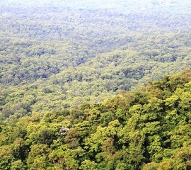 สมาคมต่อต้านสภาวะโลกร้อน ค้านแจกป่า 2.5 ล้านไร่ จวกใช้คนจนบังหน้าฟอกที่ดินเอื้อนายทุน