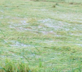 น้ำท่วมกระทบเกษตรกรกว่า 1.8 แสนราย ปลูกข้าวเสียหายล้านไร่