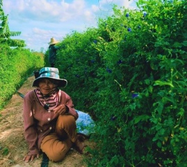 “อัญชัน” พืชเบี้ยยังชีพของเกษตรกรสูงวัย