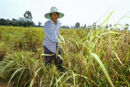 การหมุนวนของวงเกลียวหนี้ บนวงจรชีวิตเกษตรกรไทย