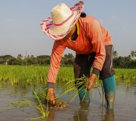 Thai Rice NAMA’ วิถีใหม่ "ปลูกข้าว”ยั่งยืน” แก้ขาดน้ำ-ลดปล่อยก๊าซเรือนกระจก