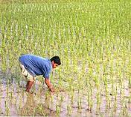 รายงาน “ชีวิตจริงเกษตรกรในระบบเกษตรพันธสัญญา”