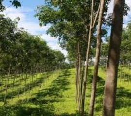 กรมอุทยานฯเตรียมของบฯครม.สัญจรเมืองกาญจน์ 50 ล้าน แก้สวนยางรุกป่า 
