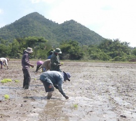 ข่าวค่ำ : 25 ก.ค. 58 ภัยแล้งกับปัญหาเกษตรกรนาเช่า
