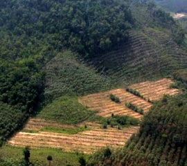 คดีโลกร้อน สะท้อนแนวทางแก้ปัญหาบุกรุกทำลายป่าของรัฐ