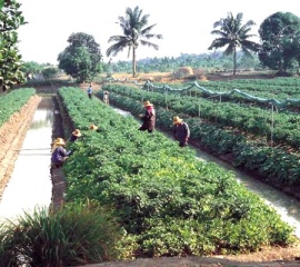 โฉนดชุมชนกับเกษตรกรในประเทศไทย