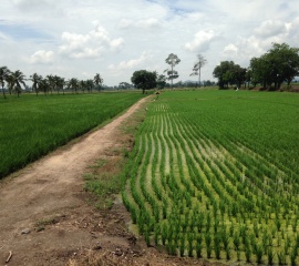 ‘ประกันภัยพืชผล’ การรักษาความมั่นคงในชีวิตเกษตรกร