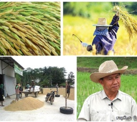 ศูนย์ส่งเสริมผลิตเมล็ดพันธุ์ข้าวชุมชน กุญแจแห่งความสำเร็จชาวนาไทยที่ยั่งยืน