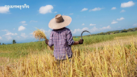 เกษตรฯชู เกษตรอินทรีย์พลิกโฉมระบบเกษตรอาหารสู่ความยั่งยืน
