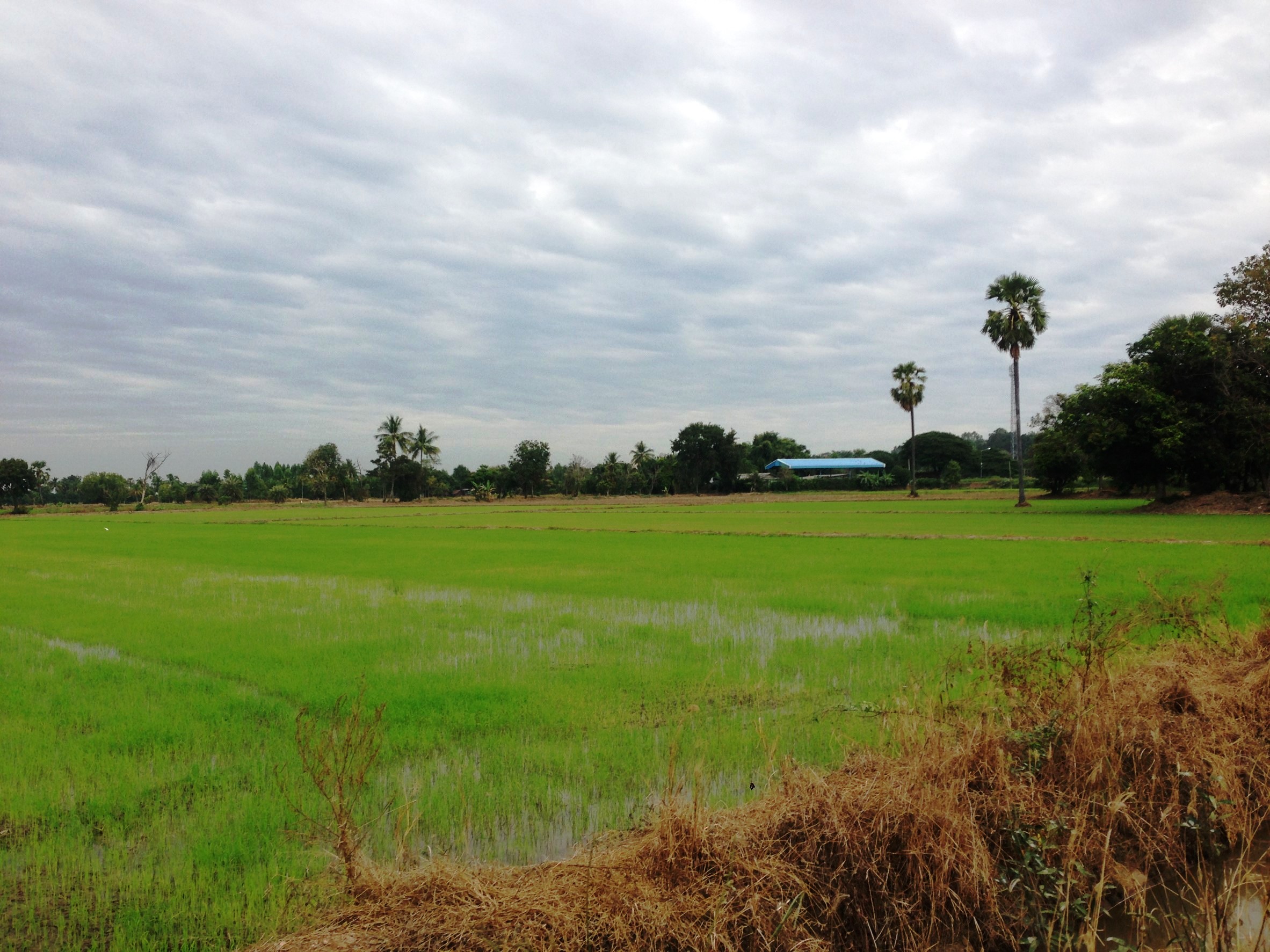 BangkudRicefield