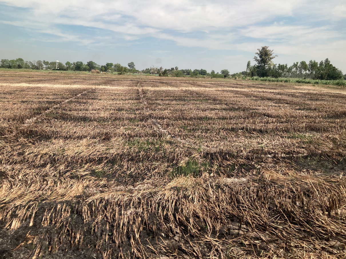 BurningRicefield