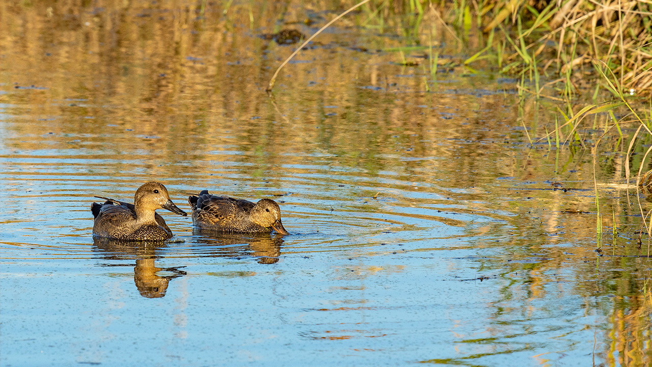 FieldDuck