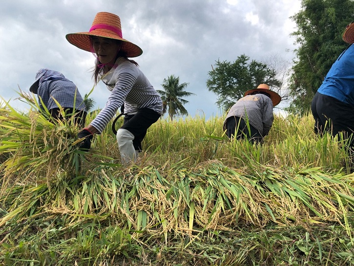 RiceHarvestingBangkud