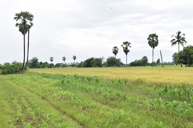 RicefieldBangkud