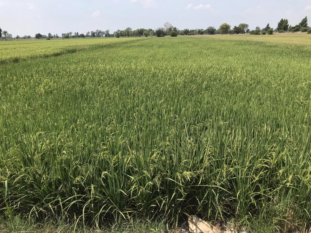 SomjaiBangkudRicefield