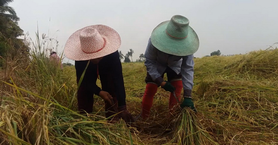 farmerharvesting