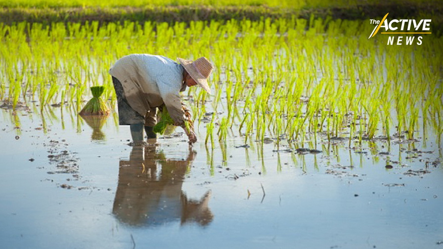 PlantingRice