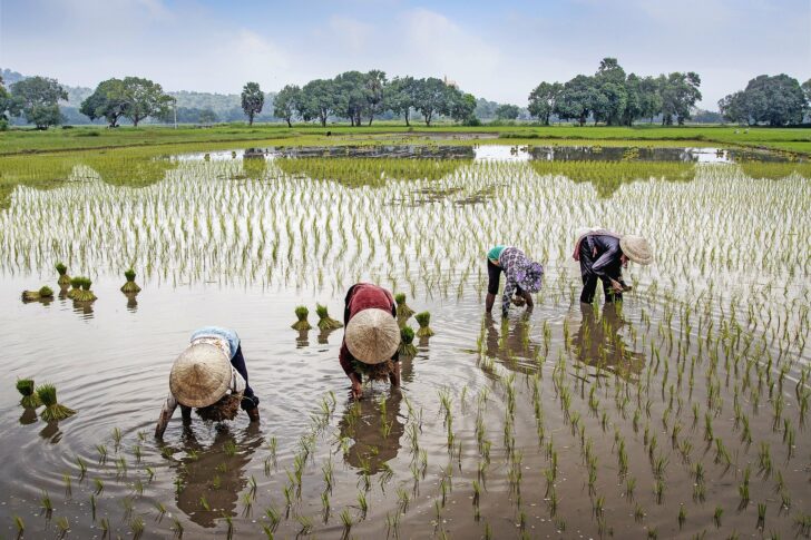 RiceFarmerPlanting