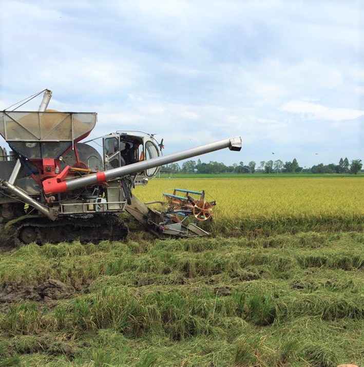 RiceHarvestingChainat