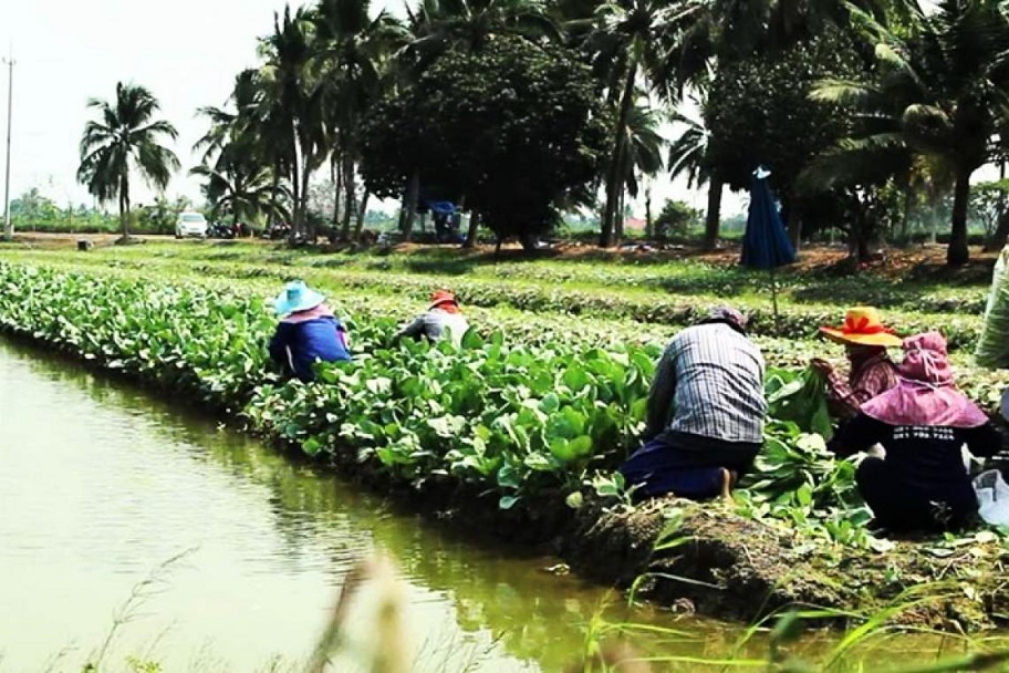 ThailaborbactoAgriSector