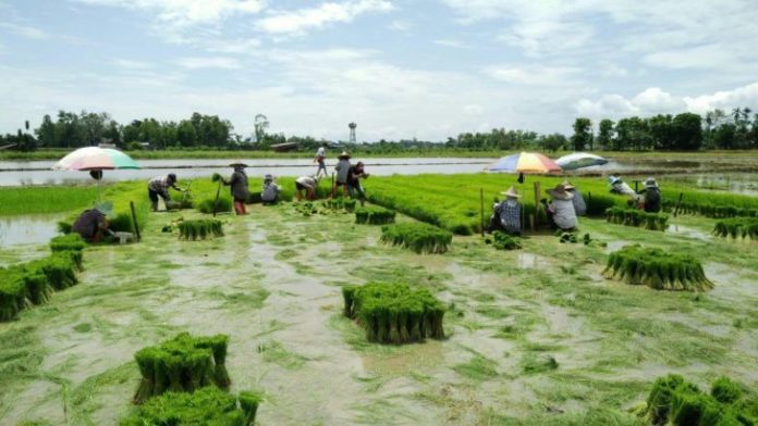 NaPlangYai2561