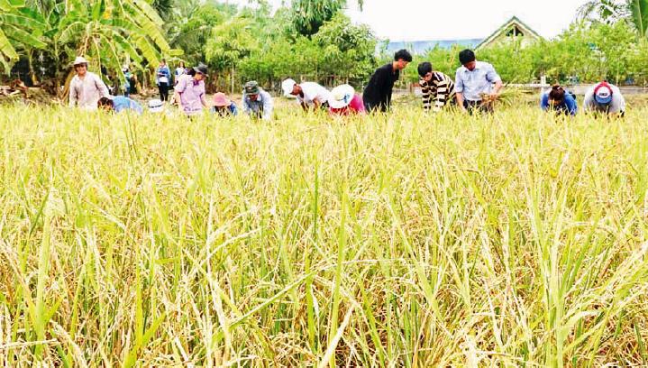 RicefarmerAdaptation