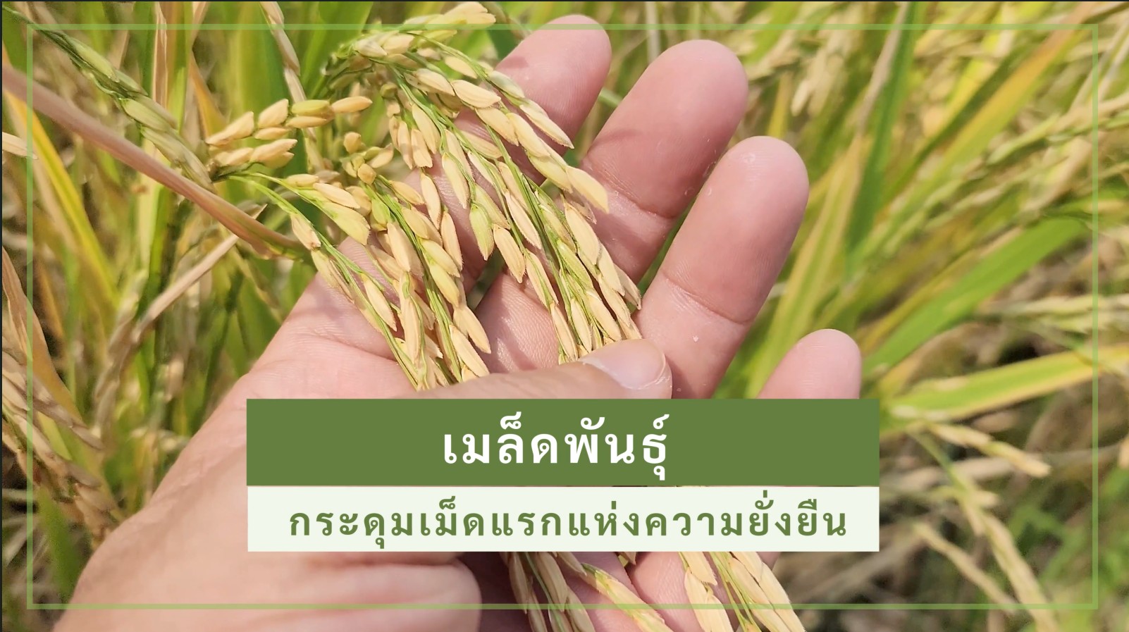 coverSeedtheFirstButtontoSustainble