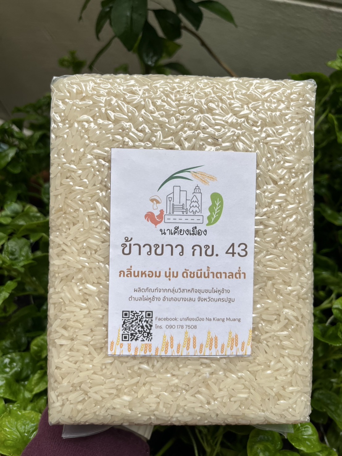 RD43Rice NakhonPathom