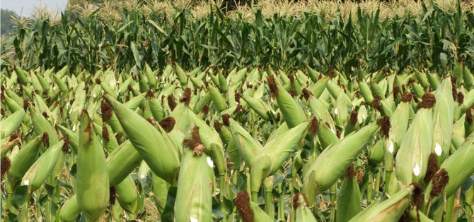 corn