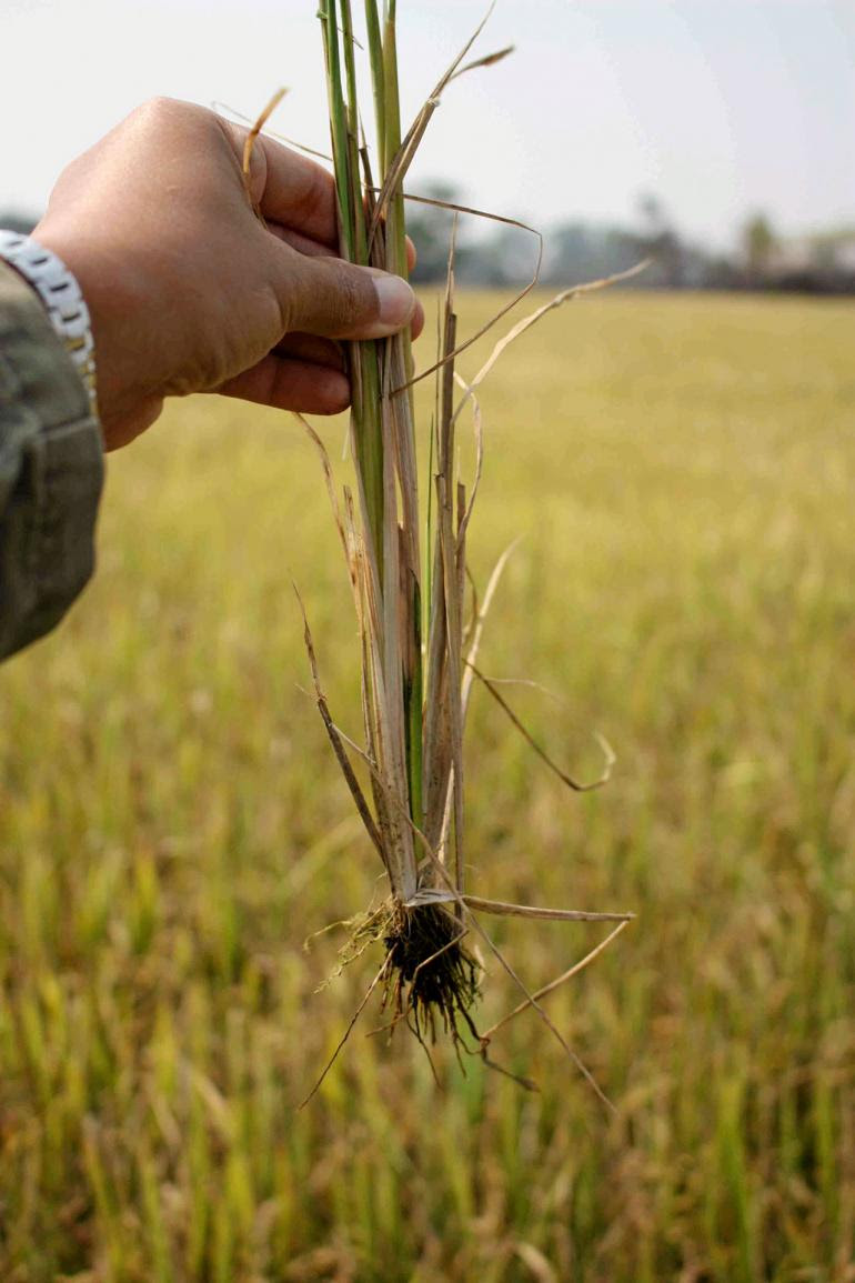 SoilResearchbyfarmer05