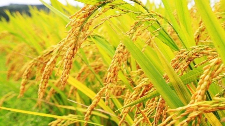 OrganicRiceSubsidy