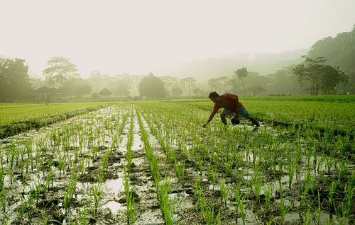 ThaiAgri2.0