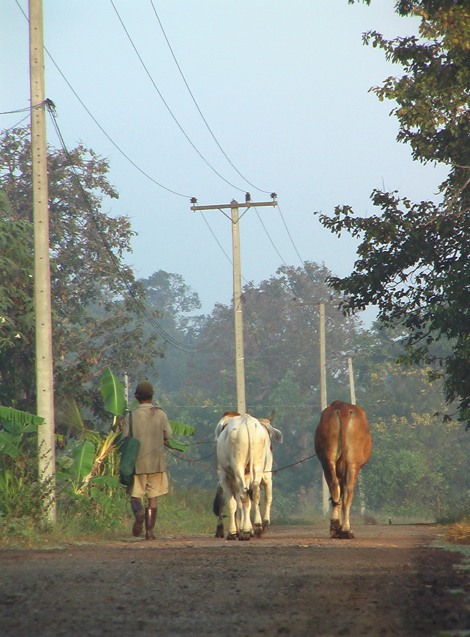 walkinghome